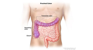 Prévention et dépistage du cancer colorectal